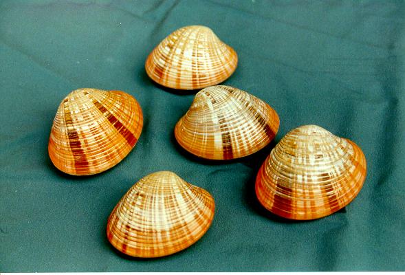 CALLISTA ERYCINA DIAM CM 6 