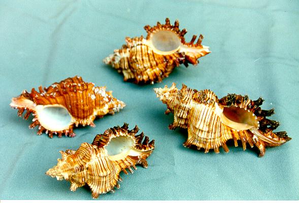 MUREX TORREFACTUS GRA 4-5" CM 12 