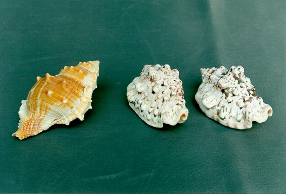 BURSA RANA GIALLA 3"-4" CM 8-9 