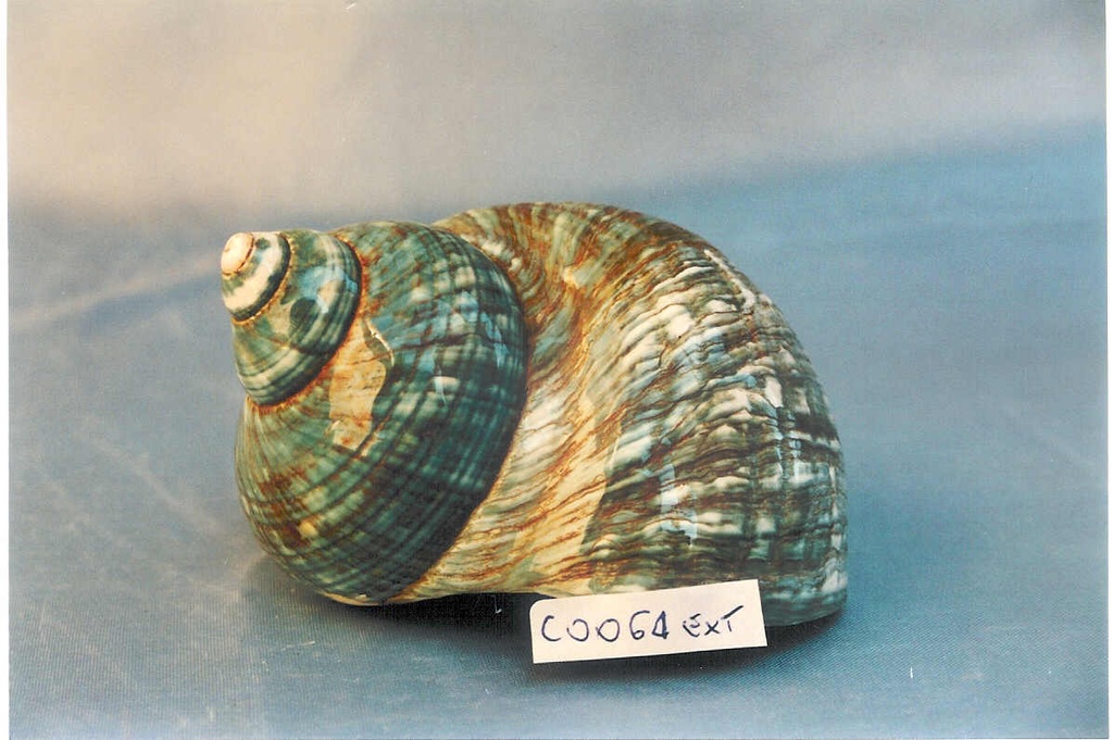 BURGOS VERDE EXTRA CM 12-13 