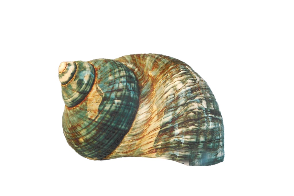 BURGOS VERDE GIGANTE CM 11-12 