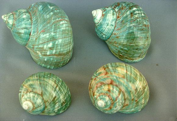 BURGOS VERDE PICCOLO CM 5-6 