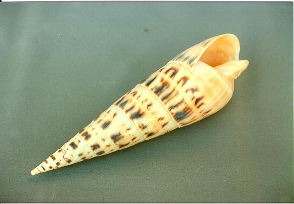 TEREBRA MACULATA MEDIA 4"-5" CM 10-12 