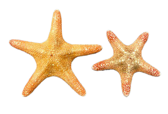 STELLA SPUGNOSA EXTRA 