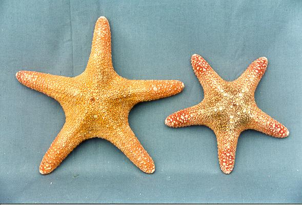 STELLA SPUGNOSA MEDIA 6-8" DIAM CM 18-22 