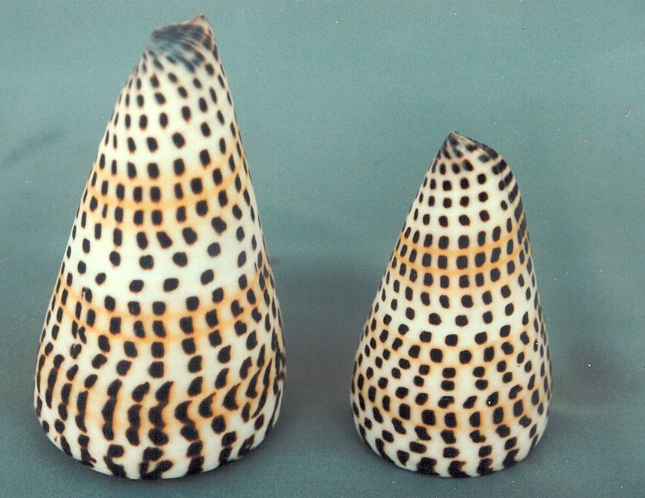 CONUS LITTERATUS MEDIO 3" UP CM 8-9 