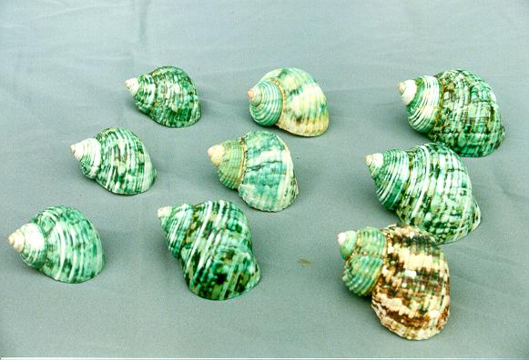 TURBO ARGY. NATURALE GRANDE 2,5" UP DIAM CM 6.5 