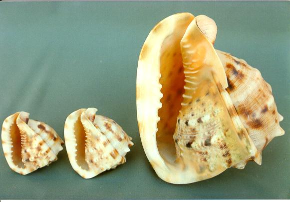 CASSIS CORNUTA 6-7 CM 16-18 