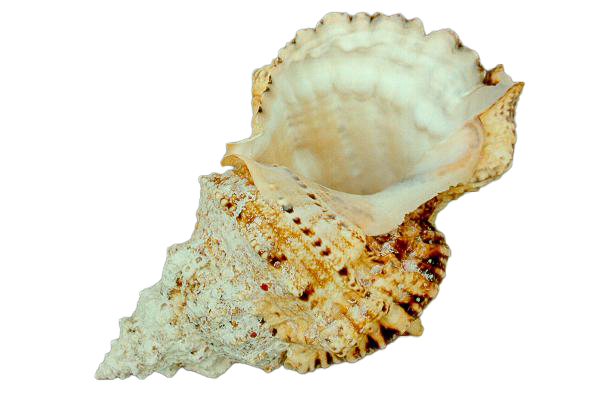 RANELLA LAMPAS 9" 2.KLASA CM 23 