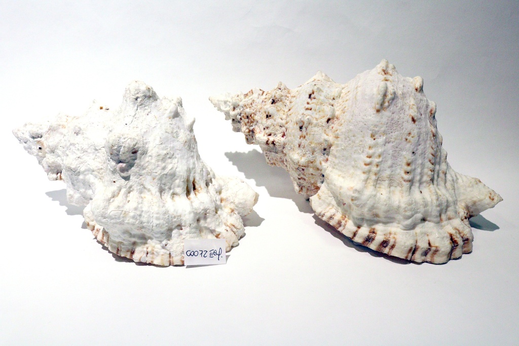 RANELLA LAMPAS 9" 2.KLASA CM 23 