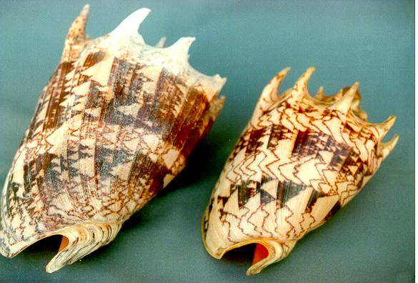 VOLUTA IMPERIALIS H.P. 05-06" - 13-15cm 2Q 