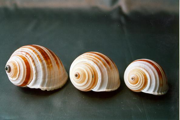 TONNA SULCOSA GRANDE 4-5" CM.12 