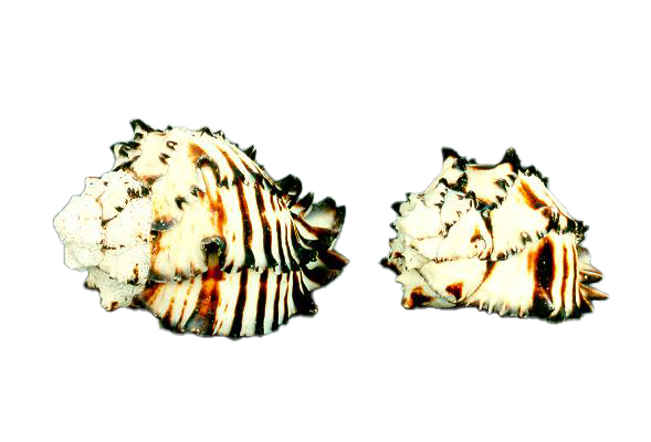MUREX NIGRITUS EXTRA 5" UP 