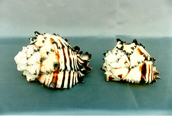 MUREX NIGRITUS GRANDE 4-5" UP CM 13-16 