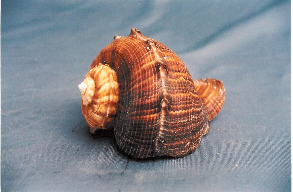 RAPANA THOMASIANA 4" UP CM 10 