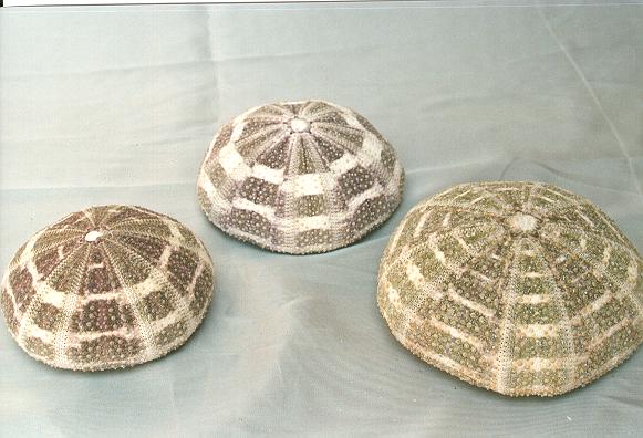 MORSKI JEŽ DIAM CM 8-9 