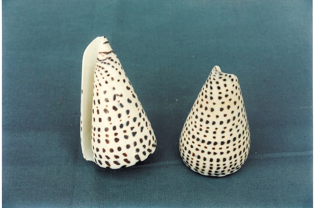 CONUS LEOPARDUS EXTRA 5" UP 