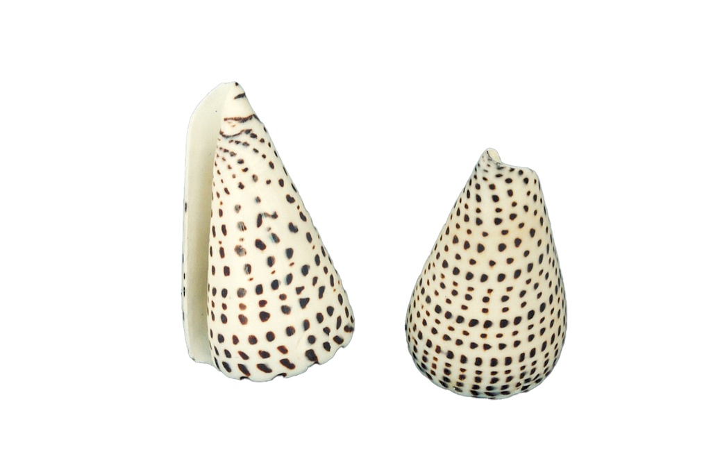 CONUS LEOPARDUS GRANDE 4-5 CM 10 