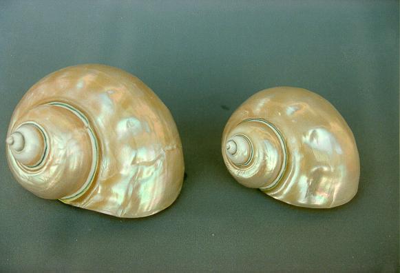 BURGOS MADREPERLA GRANDE CM 9-10 