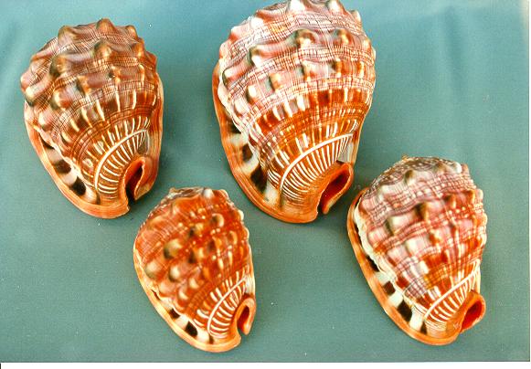 CASSIS RUFA GRANDE CM 14-15 