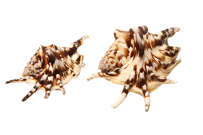 LAMBIS LAMBIS NERA MEDIA 