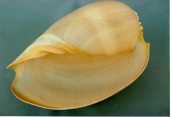 MELO DIADEMA 6-7  CM 15-17 