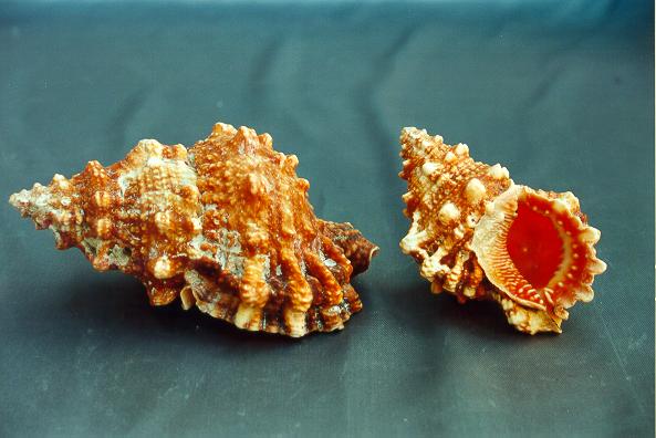 BURSA RUBETA GRANDE 3 UP CM 13.5 