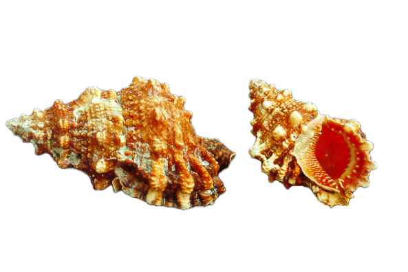 BURSA RUBETA GRANDE 3 UP CM 13.5 