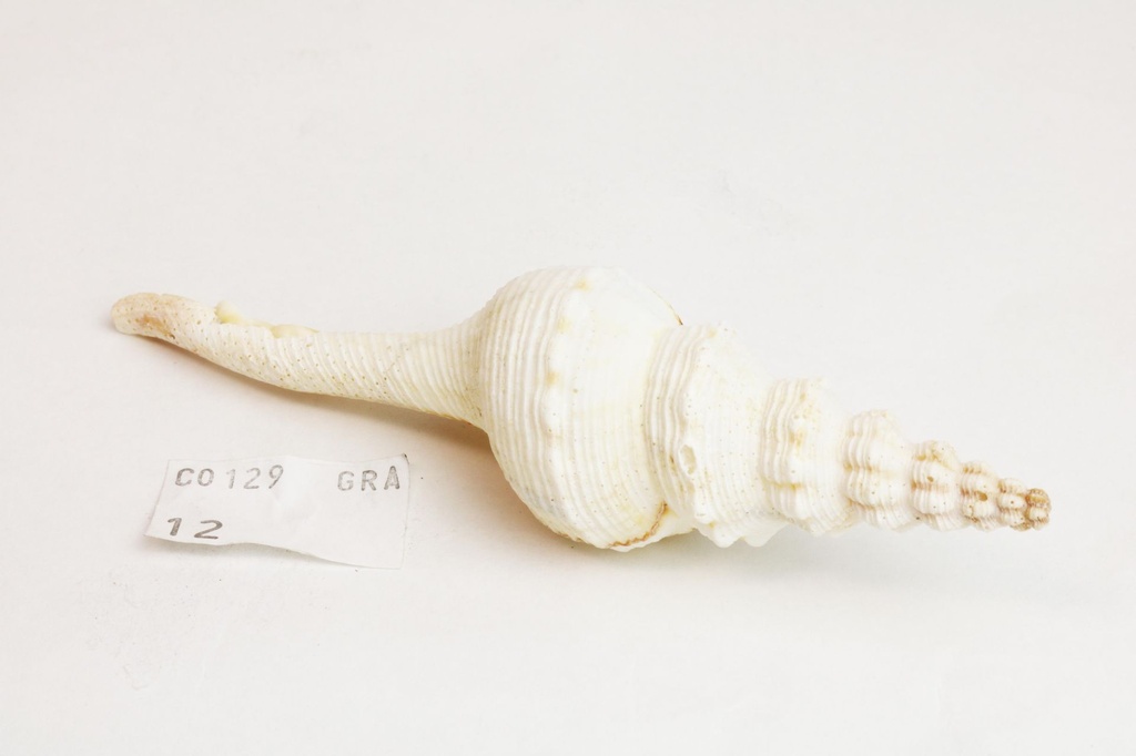 FUSINUS COLUS FILIPPINE GRANDE 4" UP CM 12.5 