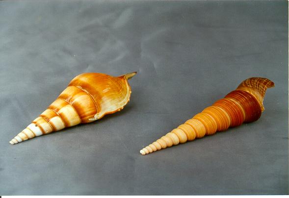 TEREBRA TURITELLA EXT CM 12 