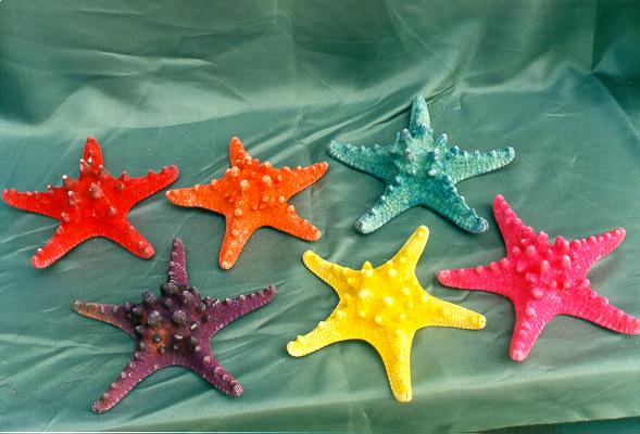 STELLE MARINE LONGISPINUS COLORATE MEDIE 