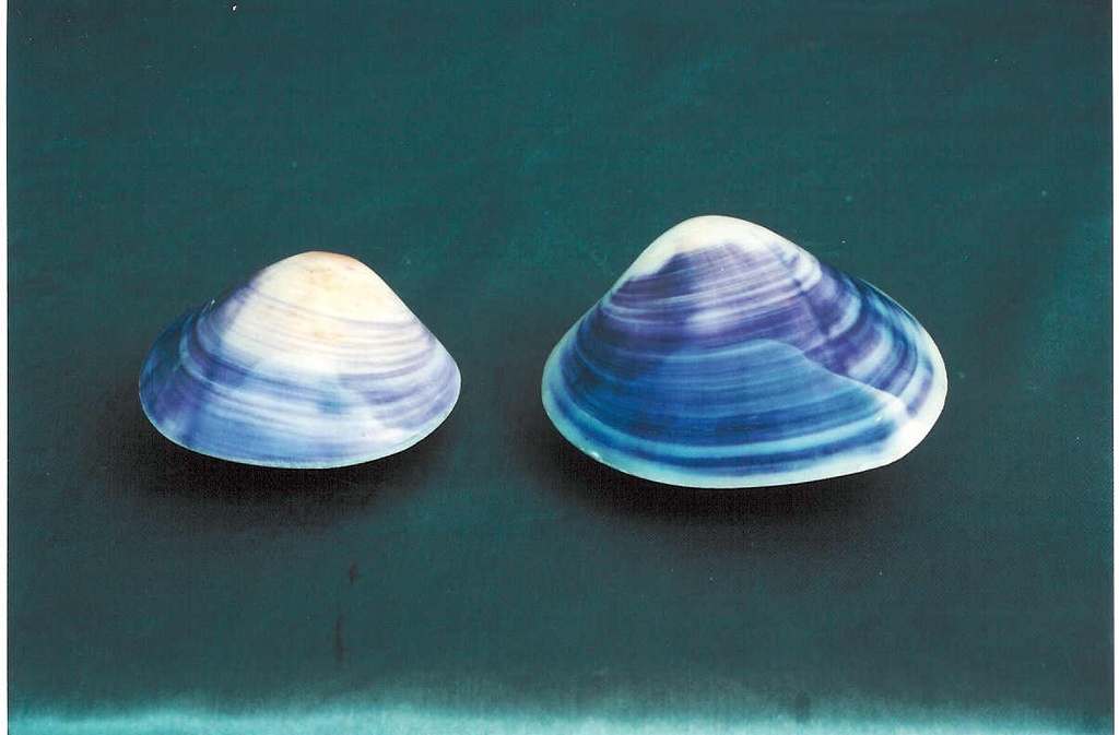 PURPLE CLAM APPAIATO EXTRA 3" UP CM 7 