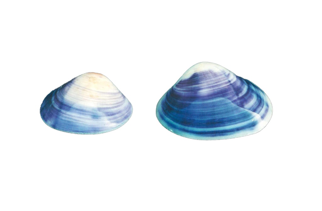 PURPLE CLAM APPAIATO GRANDE 2,5" UP CM 6.5 