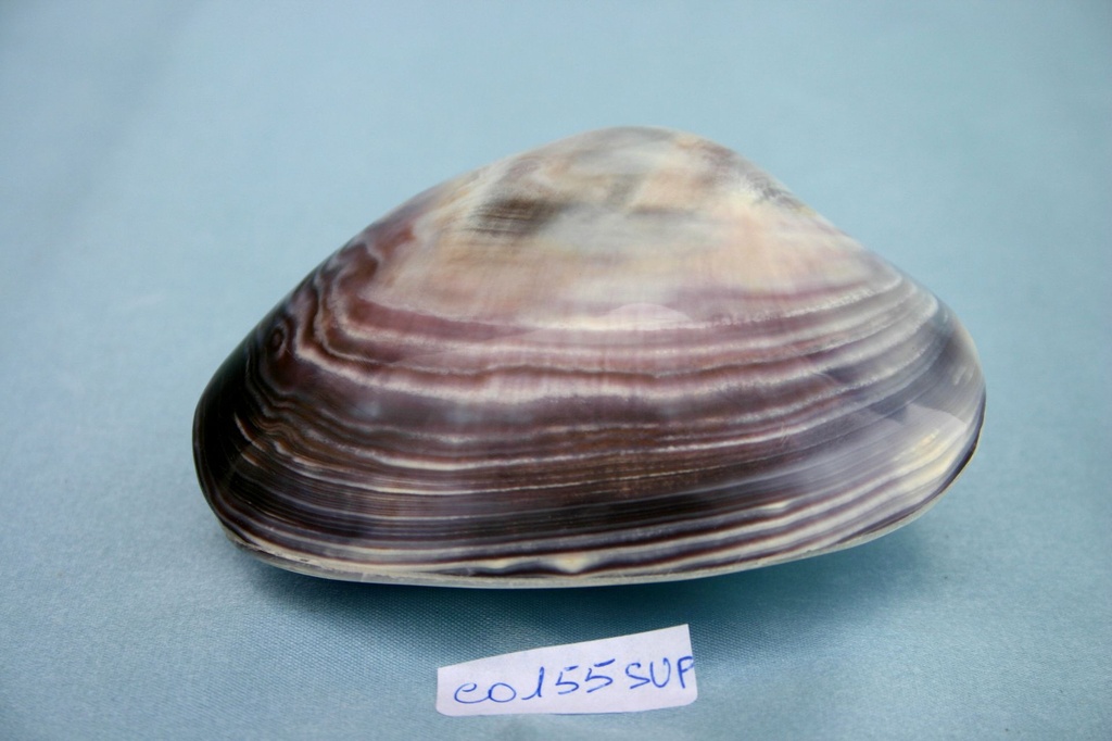 PURPLE CLAM APPAIATO SUPER 4" UP CM 10 