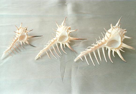 MUREX NEGROSPINUS PIC  CM 8 