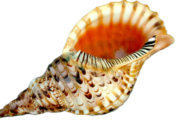 TRITONE CHARONIA VARIEGATUS 10" - 25cm 
