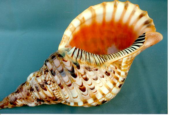 TRITONE CHARONIA VARIEGATUS 14" - 36cm 