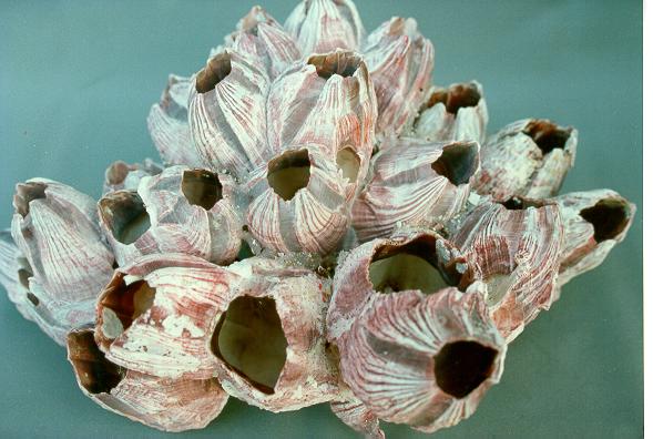 BARNACLE PIC CM.15x7  3-5" 