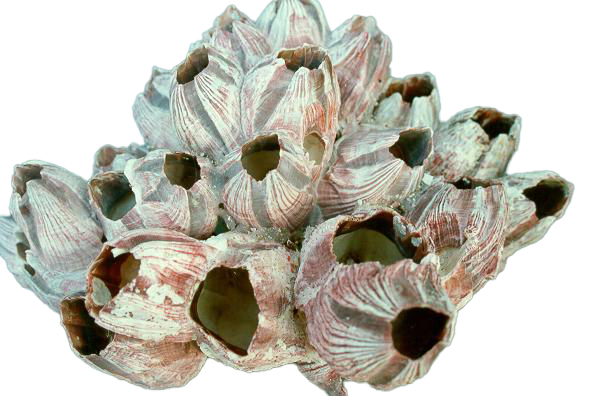BARNACLE PIC CM.15x7  3-5" 