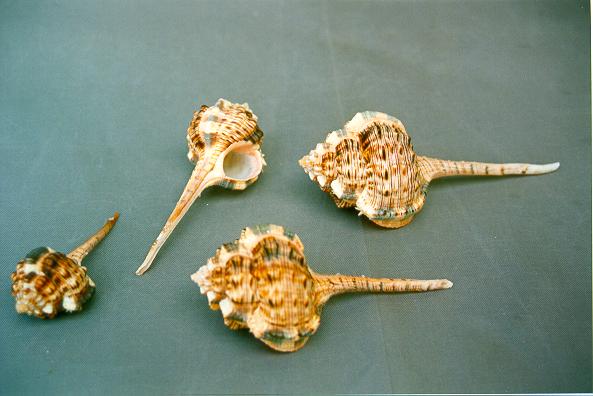 MUREX HAUSTELLUM PICCOLA 3" BELOW CM 9 