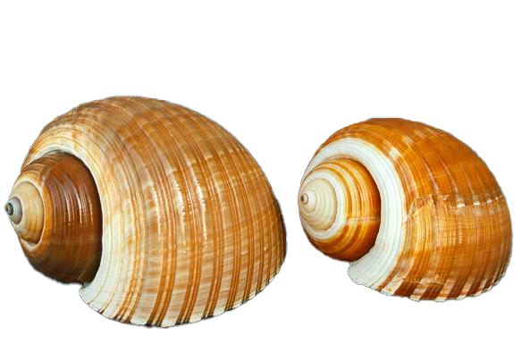 TONNA CEPA 4-5" CM.10-13 