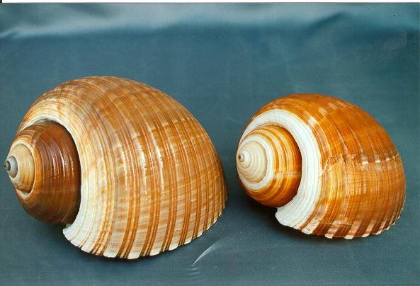 TONNA CEPA 6-7" CM.16-18 