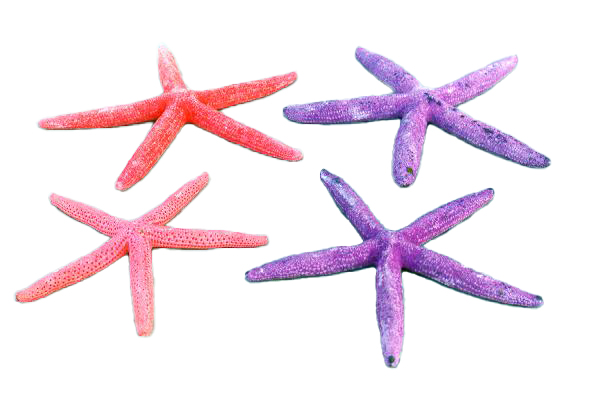 STELLE MARINE COLORATE PUNTE FINE 9-10 DIAM CM 18 