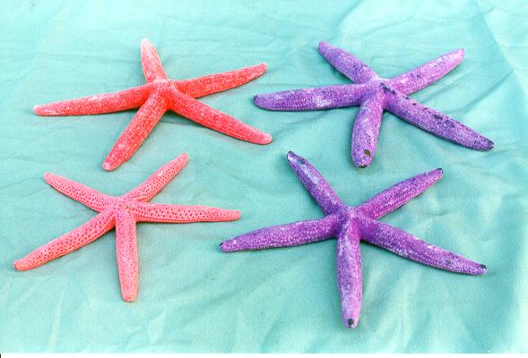 STELLE MARINE COLORATE PUNTE FINE MEDIE DIAM CM 15 