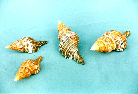 FASCIOLARIA FILAMENTOSA GRANDE CM 10 