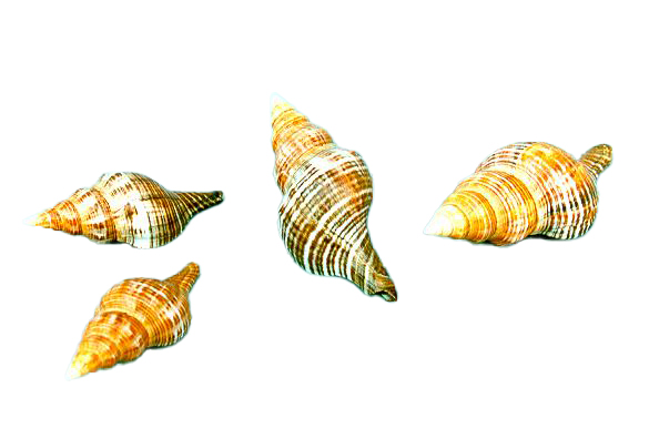 FASCIOLARIA FILAMENTOSA PICCOLA CM 6 