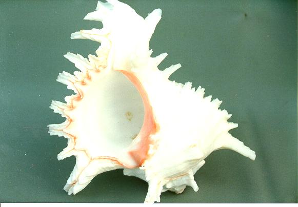 MUREX MULTIRAMOSUS 8 UP 2ND QUALITY 