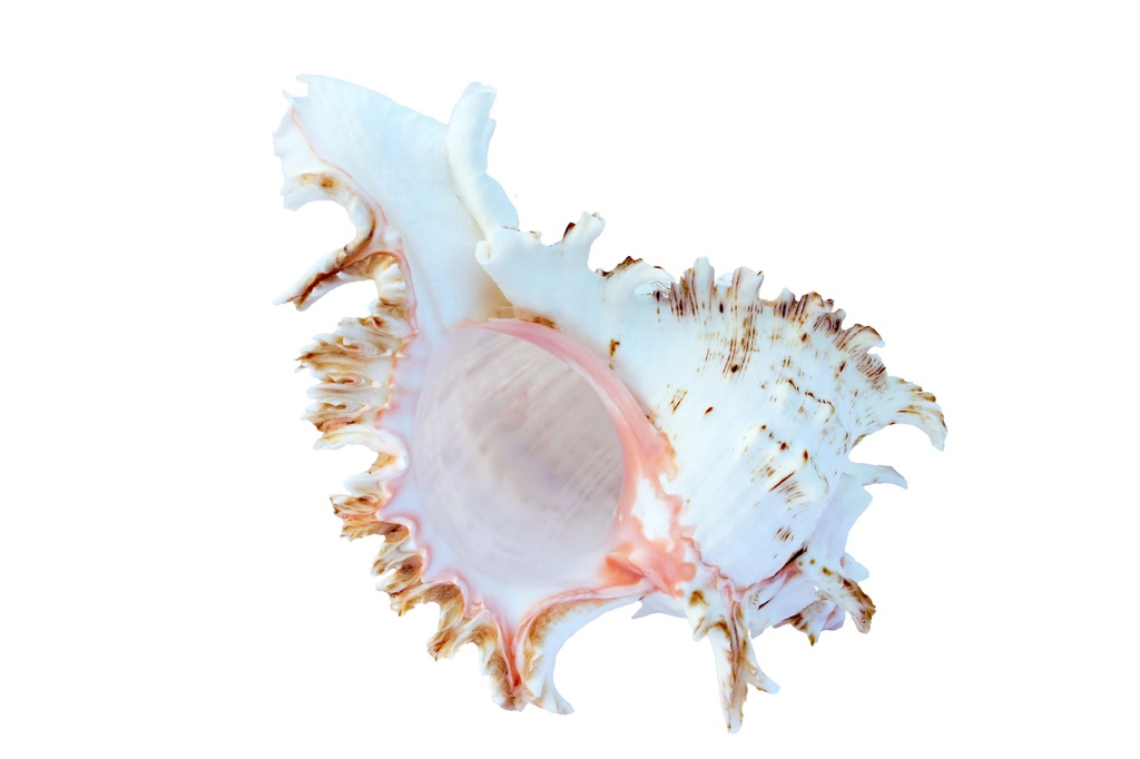 MUREX MULTIRAMOSUS 10 UP 2ND QUALITY 