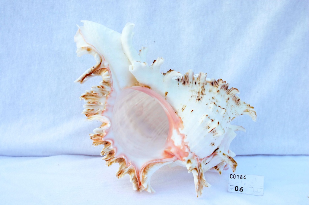 MUREX MULTIRAMOSUS 10 UP CM 25-28 