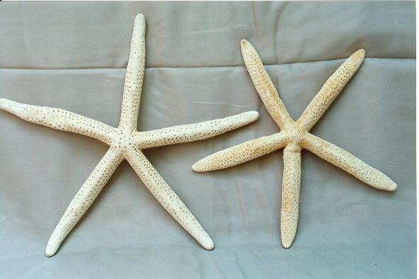 MORSKA ZVIJEZDA DIAM23cm 8-9" 